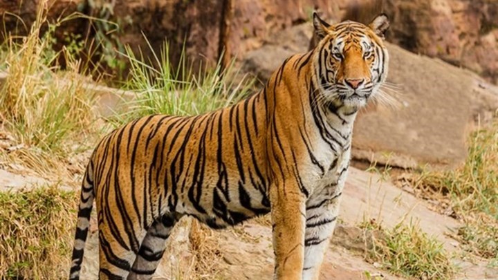 Μπόρνεο: Υπάλληλος ζωολογικού κήπου σκοτώθηκε από δύο τίγρεις