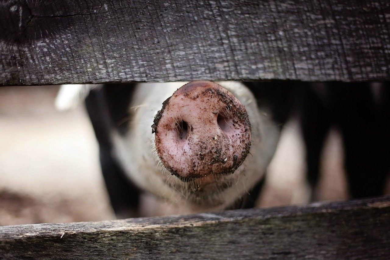 ΗΠΑ: Ερευνητές έμαθαν σε γουρούνια να παίζουν βιντεοπαιχνίδια με τη μουσούδα τους – ΦΩΤΟ