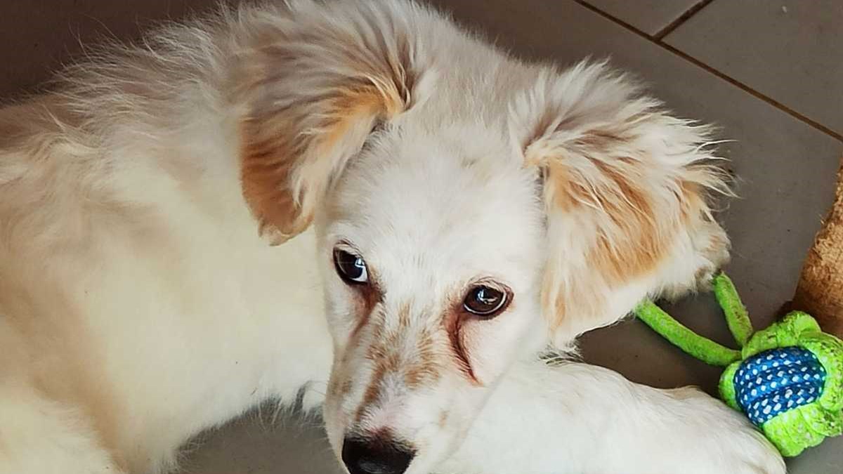 Αυτός είναι ο “Σταύρος” και η ιστορία του συγκινεί: Από αδέσποτος σκύλος στη Λέσβο, σε αφίσα στο Λονδίνο