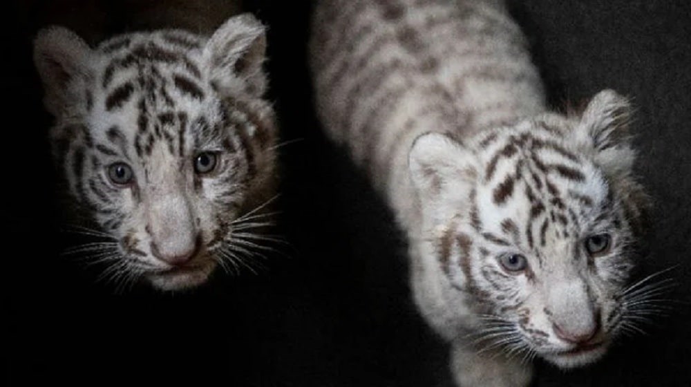 Κορονοϊός: Θλίψη για δύο μωρά λευκά τιγράκια – Πέθαναν στο ζωολογικό πάρκο της Λαχόρης