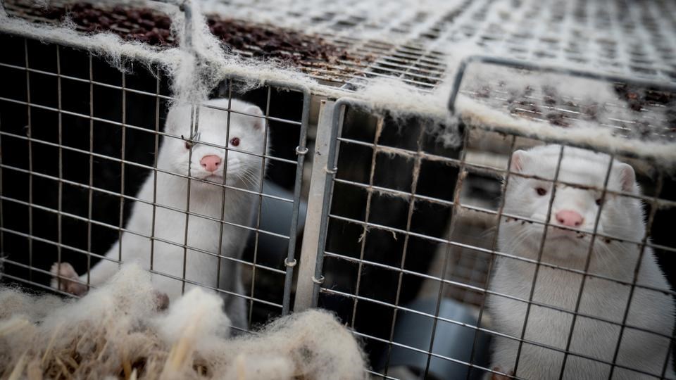 Κορονοϊός-Πολωνία: Ανησυχία για στέλεχος που εντοπίστηκε σε εκτροφείο βιζόν -Μεταδίδεται σε ανθρώπους