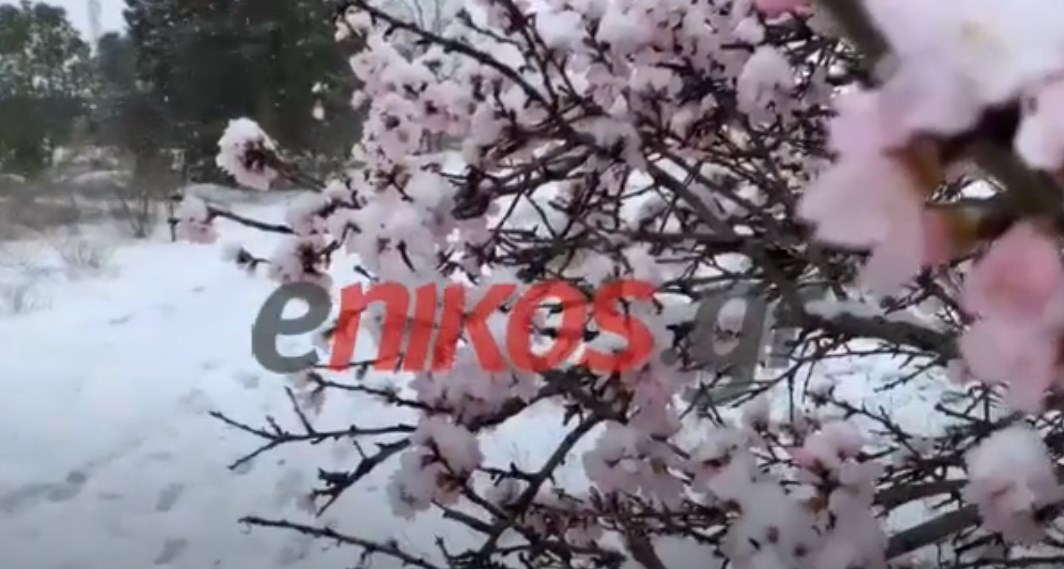 Κακοκαιρία “Μήδεια”: ΒΙΝΤΕΟ αναγνώστη από τη χιονισμένη Θεσσαλονίκη