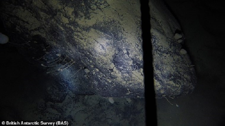 Ανταρκτική: Παράξενα πλάσματα ανακαλύφθηκαν κάτω από τους θαλάσσιους πάγους – ΦΩΤΟ – ΒΙΝΤΕΟ