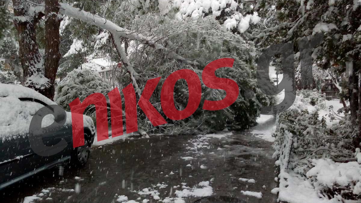 Πτώσεις δέντρων σε Μαρούσι και Ηράκλειο – ΦΩΤΟ αναγνωστών