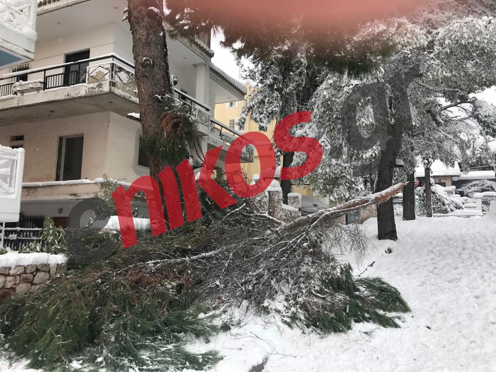 Κακοκαιρία “Μήδεια”: Έπεσε δέντρο στα Μελίσσια – ΦΩΤΟ αναγνώστη