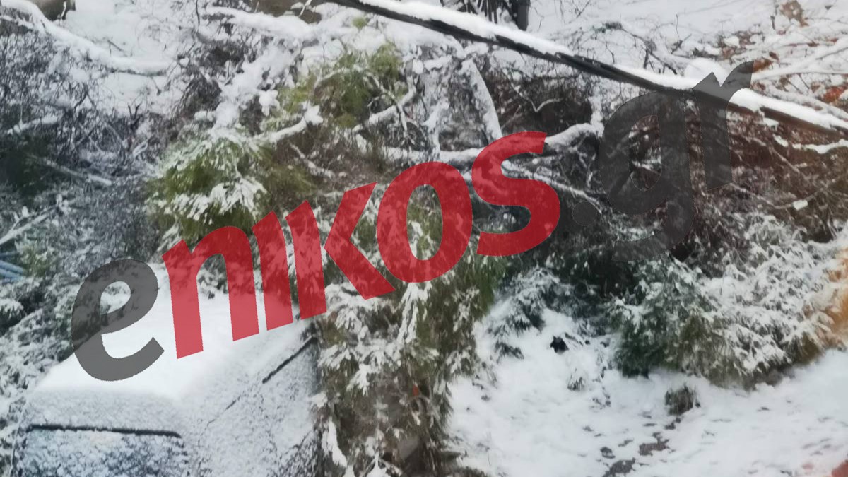 Έπεσαν δέντρα σε Μαρούσι και Ηράκλειο – ΦΩΤΟ αναγνωστών