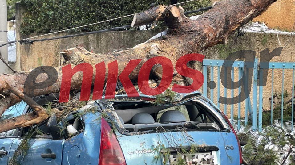 Κακοκαιρία “Μήδεια”: Αυτοκίνητο καταπλακώθηκε από δέντρο στην Πολιτεία – ΦΩΤΟ αναγνώστη