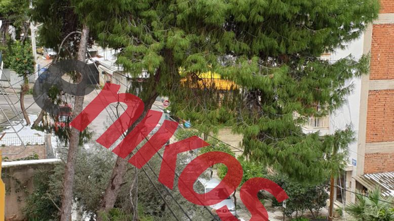 “Μήδεια” – Χαϊδάρι: Τεράστιο πεύκο γέρνει – Κίνδυνος να πέσει σε καλώδια της ΔΕΗ – ΦΩΤΟ αναγνώστη