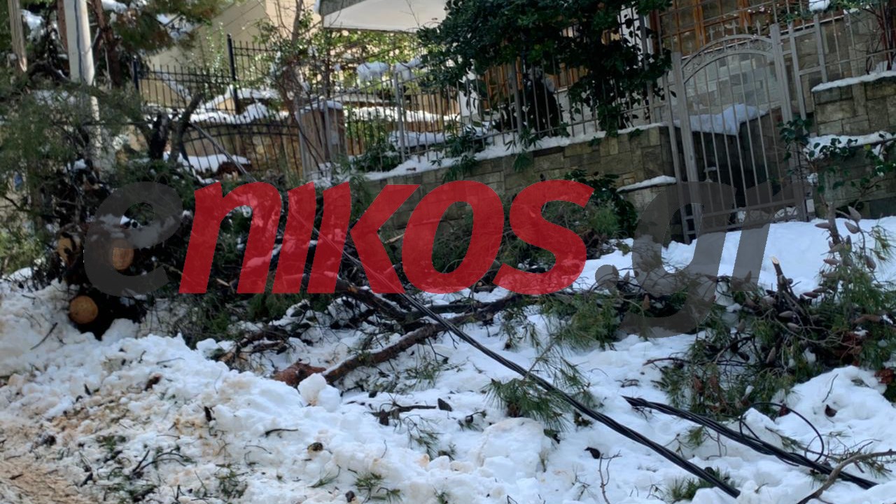 Κακοκαιρία “Μήδεια” – Διόνυσος: Κορμοί δέντρων και καλώδια στη μέση του δρόμου – ΦΩΤΟ αναγνώστη