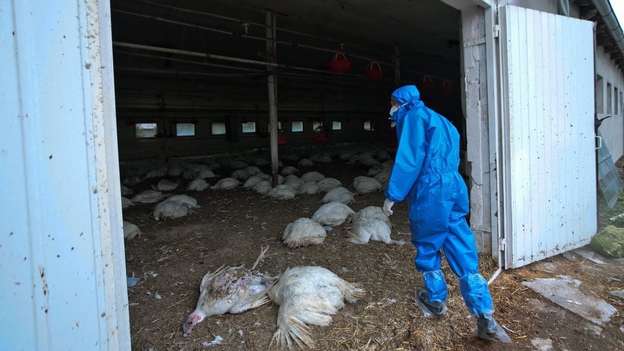 Ρωσία: Καταγράφηκε το πρώτο περιστατικό μόλυνσης ανθρώπου με την γρίπη των πτηνών AH5N8