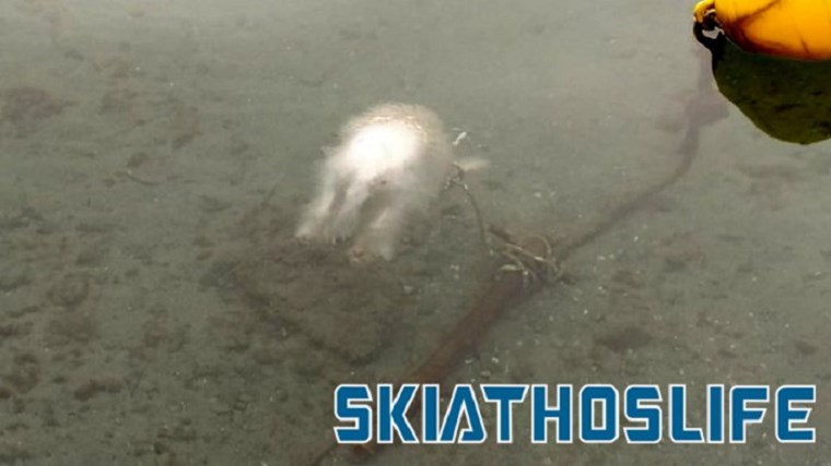 Κτηνωδία στη Σκιάθο: Έδεσαν σκυλάκι σε σωλήνα και το έπνιξαν – Στον Εισαγγελέα ο Δήμαρχος – ΦΩΤΟ – ΒΙΝΤΕΟ