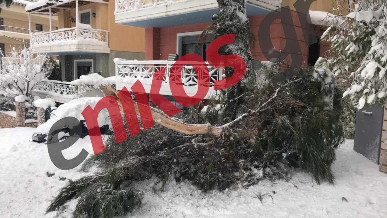 Κακοκαιρία “Μήδεια”: Δεν φαντάζεστε πόσα πεσμένα δέντρα και κλαδιά απομακρύνθηκαν στον Δήμο Πεντέλης