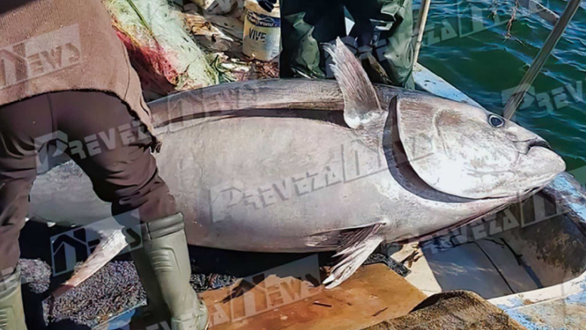 Γιγαντιαίος τόνος 130 κιλών αλιεύθηκε στην Πρέβεζα – Οι ψαράδες δεν πίστευαν στα μάτια τους -ΦΩΤΟ
