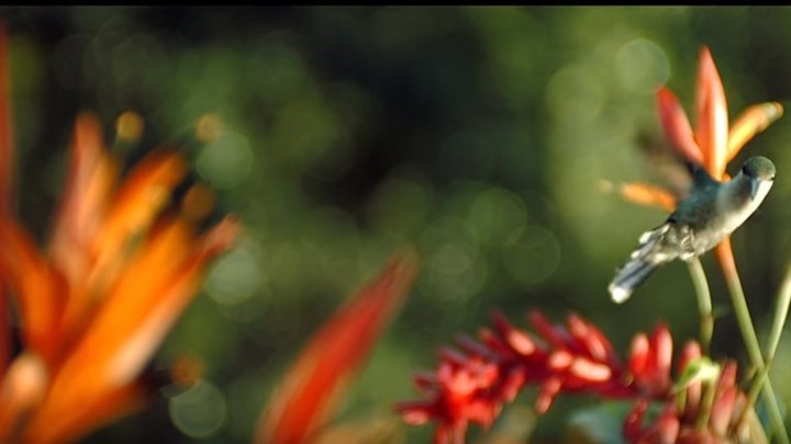 Κορονοϊός: Η γύρη αυξάνει τον αριθμό των μολύνσεων – Τι δείχνει νέα έρευνα