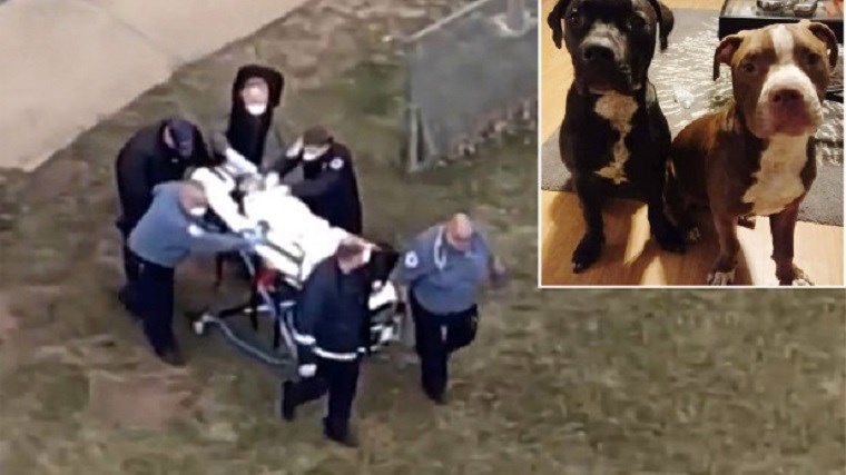 Τραγωδία στο Νιου Τζέρσεϊ: Πίτμπουλ κατασπάραξαν τρίχρονο αγόρι και τραυμάτισαν τη μητέρα του