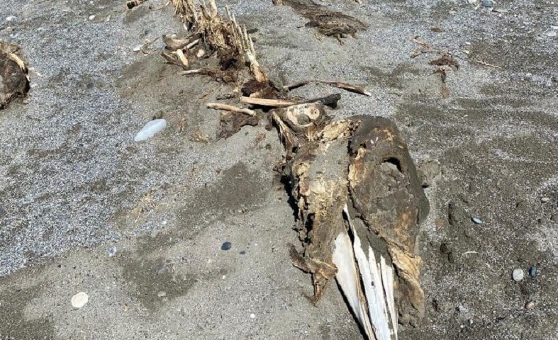 Περίεργος σκελετός τριών μέτρων εντοπίστηκε σε παραλία της Κρήτης – ΦΩΤΟ