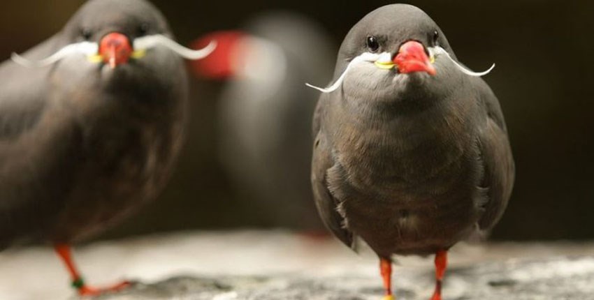 Περού: Πουλί… με μουστάκι