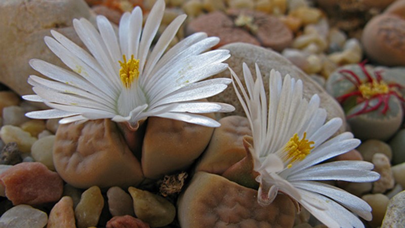 Αφρική: Οι ζωντανές «πέτρες» που ανθίζουν