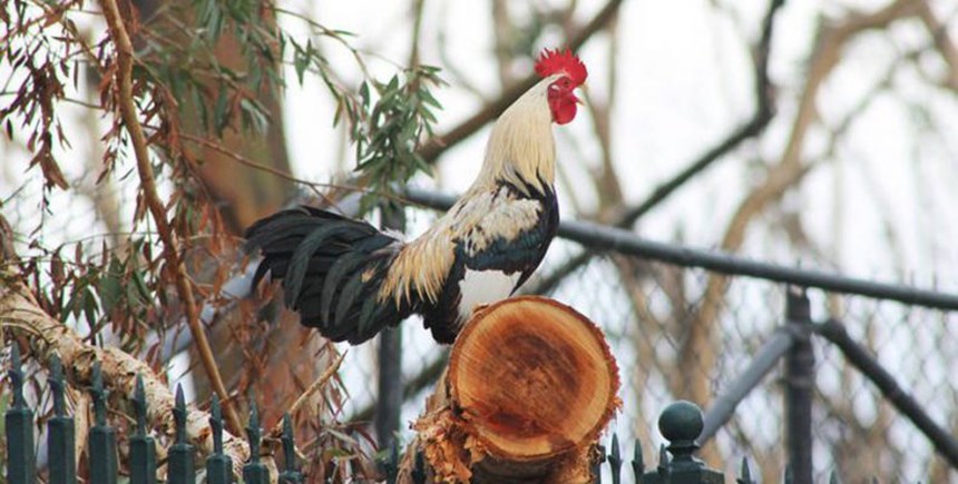 Ιταλία: 83χρονος πλήρωσε πρόστιμο γιατί ο κόκορας του λαλούσε στις 4.30 το πρωί – ΦΩΤΟ