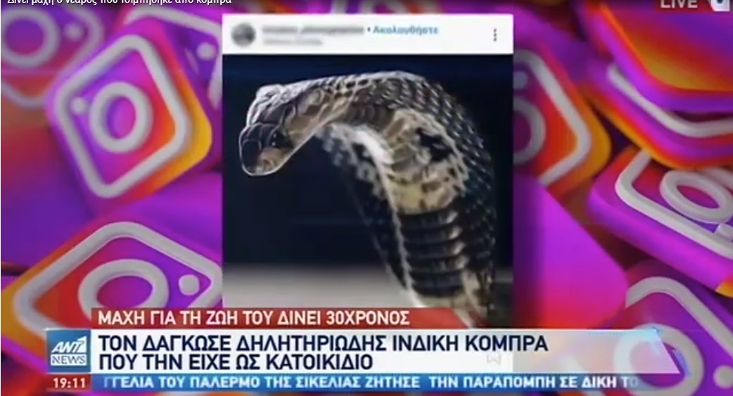 Αγωνία για τον 30χρονο που δέχτηκε δάγκωμα από κόμπρα – Του χορηγήθηκε το αντίδοτο