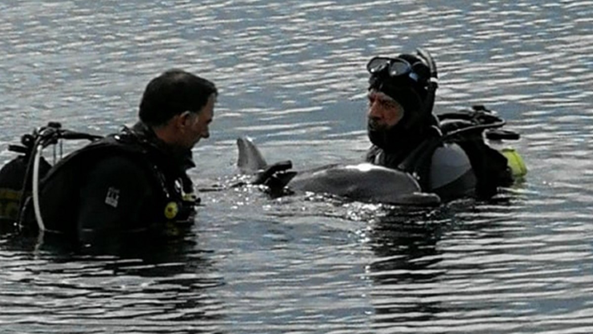 Λουτράκι: Βγήκαν τα δελφίνια στην παραλία για να βοηθήσουν μικρό δελφίνι – ΒΙΝΤΕΟ