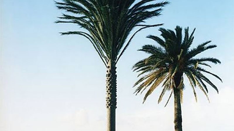 Κεραίες κινητής τηλεφωνίας με καμουφλάζ