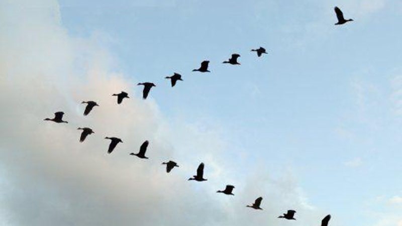 Γιατί τα πουλιά πετούν σε σχηματισμό V;