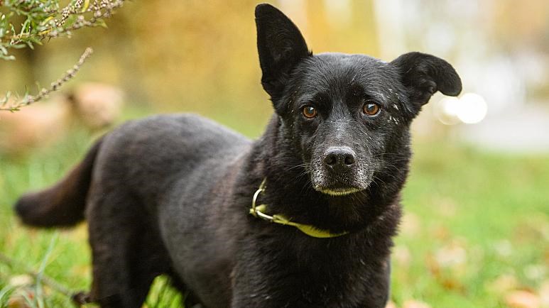 Πολωνία: Τυφλός σκύλος κάλυψε 25 χιλιόμετρα για να ξαναβρεί τον φροντιστή του