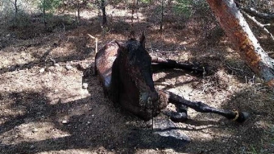 Κτηνωδία στη Λέσβο: Έδεσε άλογο σε δέντρο και το άφησε να πεθάνει – Συνελήφθη ο δράστης