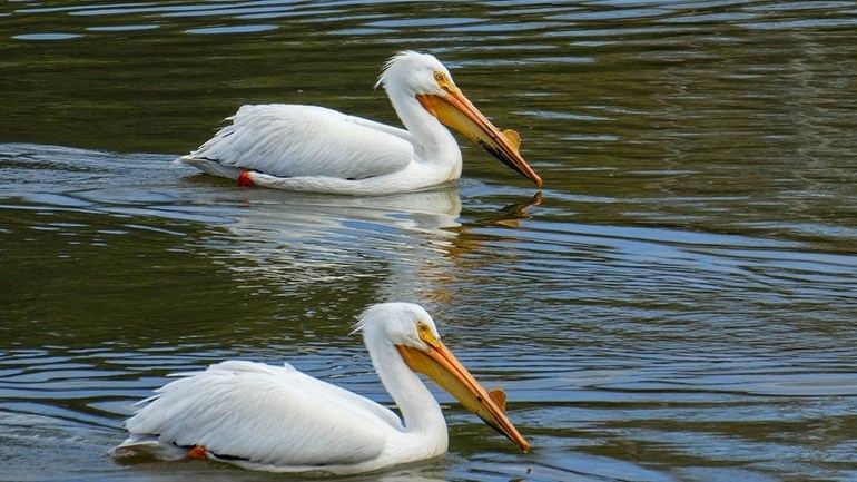 Καστοριά: Συναγερμός για τη γρίπη των πτηνών – Εντοπίστηκε κρούσμα σε πελεκάνο