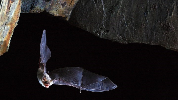 ΠΟΥ: Νυχτερίδες, παγκολίνοι, χοίροι, πτηνά – Ποια ζώα αποτελούν δεξαμενή ιών
