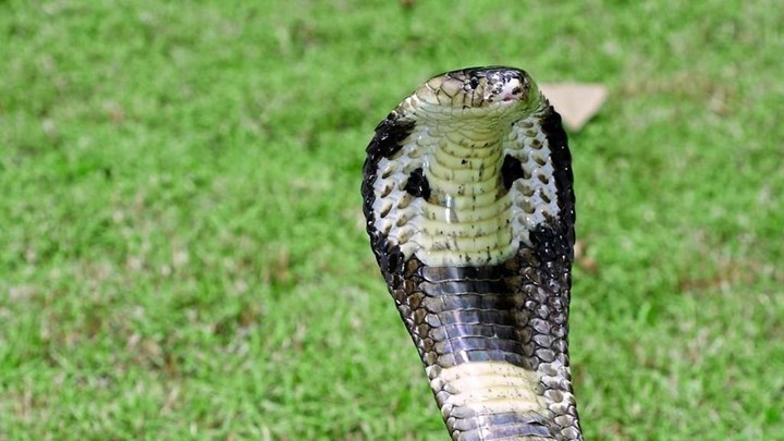 Αποσωληνώθηκε ο 30χρονος που δέχτηκε δάγκωμα από κόμπρα – Το φίδι είχε προσπαθήσει ξανά να του επιτεθεί