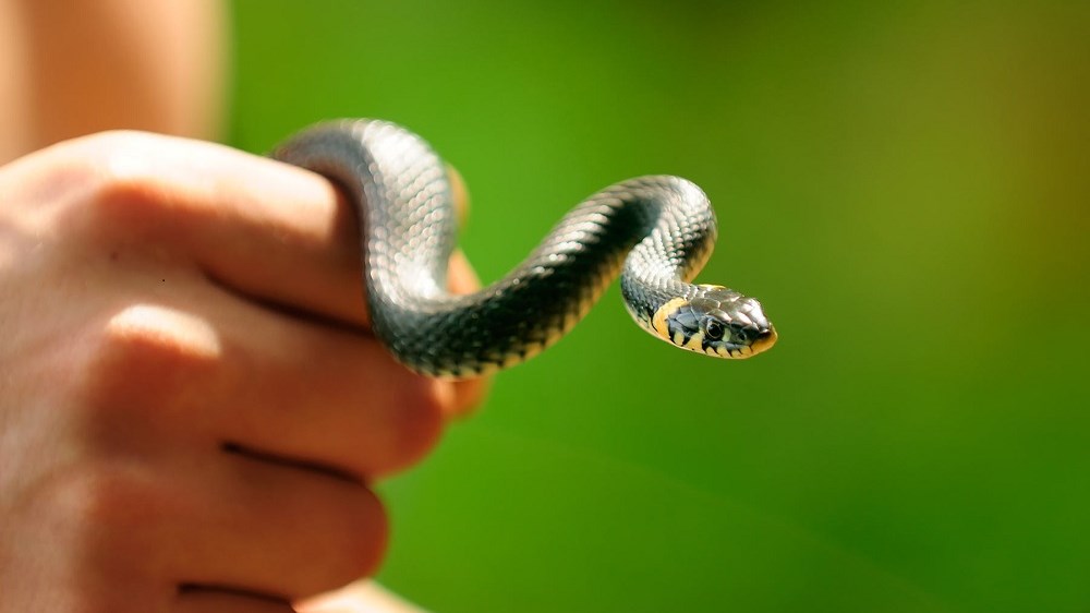 Μελέτη – έκπληξη: Οι άνθρωποι θα μπορούσαν να παράγουν δηλητήριο από το στόμα τους στο μέλλον