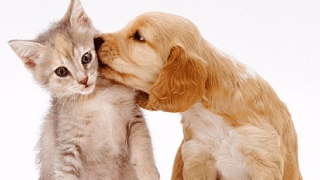 Κορονοϊός: “Έρχεται” το πρώτο εμβόλιο για ζώα – Τι ανακοίνωσε η Ρωσία