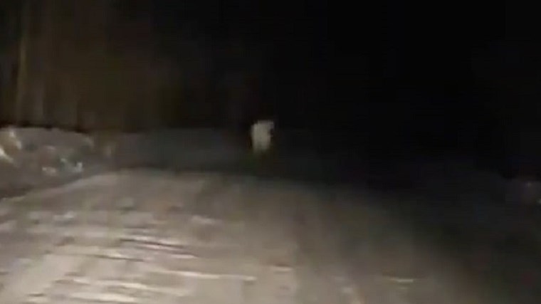 Σιβηρία: Χαμένη πολική αρκούδα – Εντοπίστηκε 300 μίλια μακριά από το “σπίτι” της