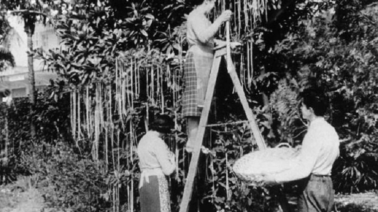 H πρωταπριλιάτικη φάρσα με τη συγκομιδή… σπαγγέτι που έμεινε στην ιστορία – ΒΙΝΤΕΟ