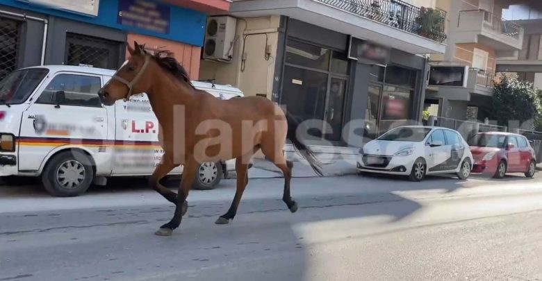 Λάρισα: Άλογο έκανε τις ”βόλτες” του τρέχοντας μόνο σε κεντρικό δρόμο-ΒΙΝΤΕΟ