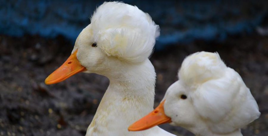 Πάπιες που έχουν περίτεχνη κόμμωση