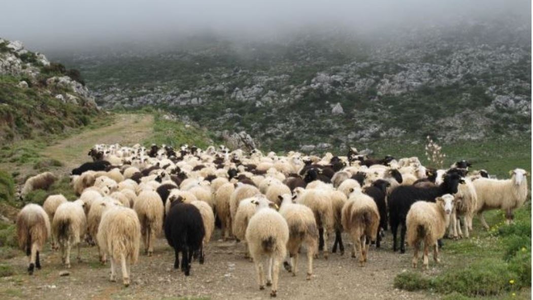 Θλίψη στην Κρήτη: Νεκρός 52χρονος κτηνοτρόφος – Τον βρήκε ο αδελφός του