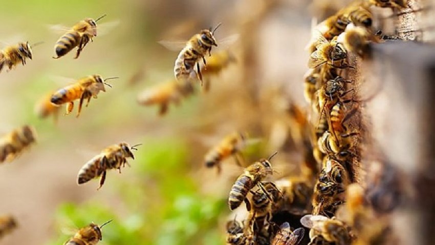 Άρτα: Έπαθε αλλεργικό σοκ και ανακοπή από τσίμπημα μέλισσας-Πώς κατάφερε να σωθεί