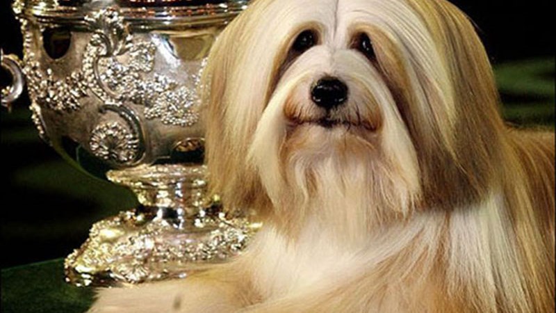 Τα πλουσιότερα ζώα στον κόσμο