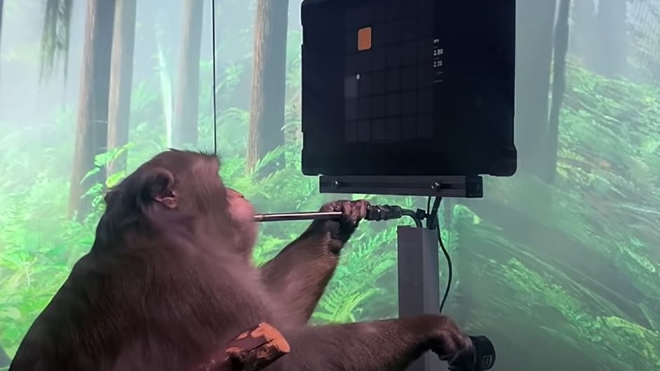Ίλον Μασκ: Ελπιδοφόρα μηνύματα για παραπληγικούς – Μαϊμού παίζει βιντεοπαιχνίδι μέσω του νου της
