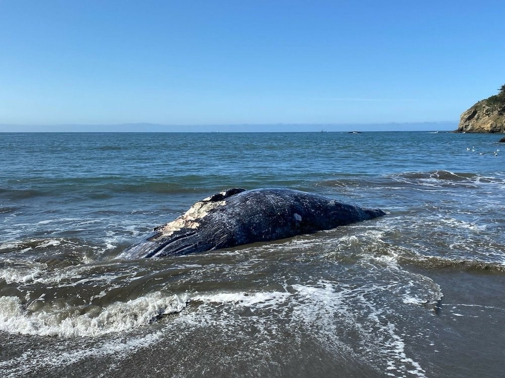 ΗΠΑ: Τέσσερις φάλαινες ξεβράστηκαν νεκρές σε παραλίες του Κόλπου του Σαν Φρανσίσκο – ΦΩΤΟ – ΒΙΝΤΕΟ