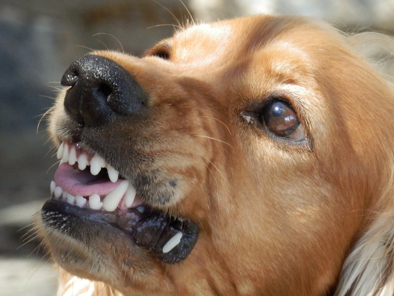 Κόρινθος: Αδέσποτος σκύλος δάγκωσε 8χρονο στο πρόσωπο