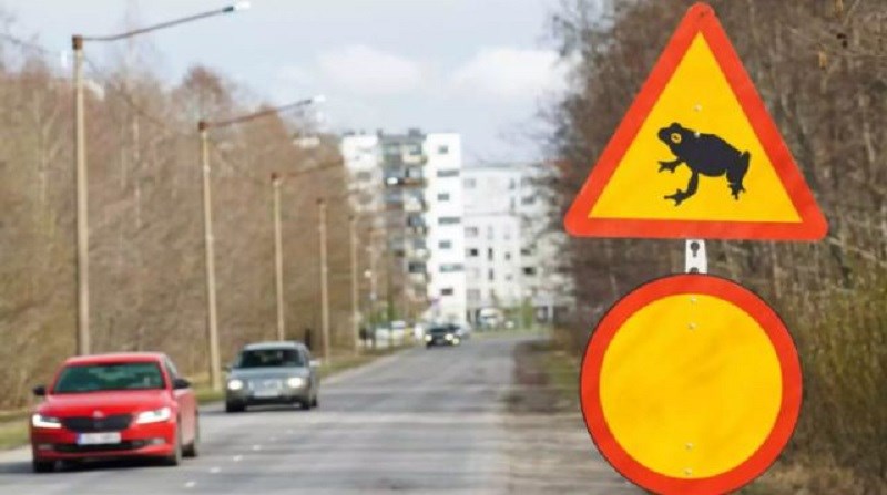 Εσθονία: Kλείνουν κεντρικό δρόμο για να μπορούν να ζευγαρώνουν οι… βάτραχοι