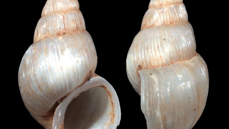 Νόβακ Τζόκοβιτς: Αυτό είναι το σαλιγκάρι που πήρε το όνομά του – ΦΩΤΟ