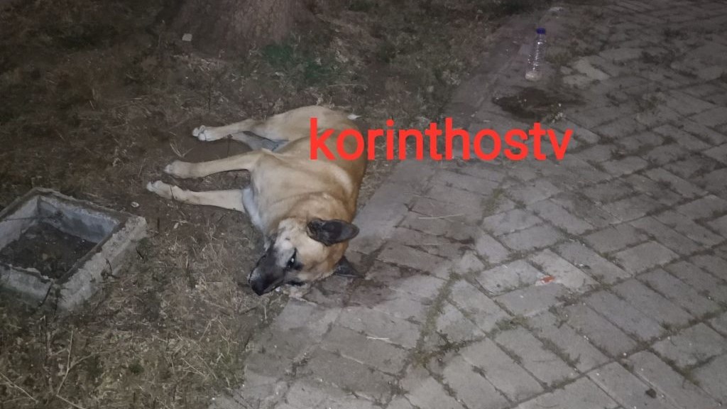 Κόρινθος: Έριξαν φόλες σε αδέσποτα σκυλιά
