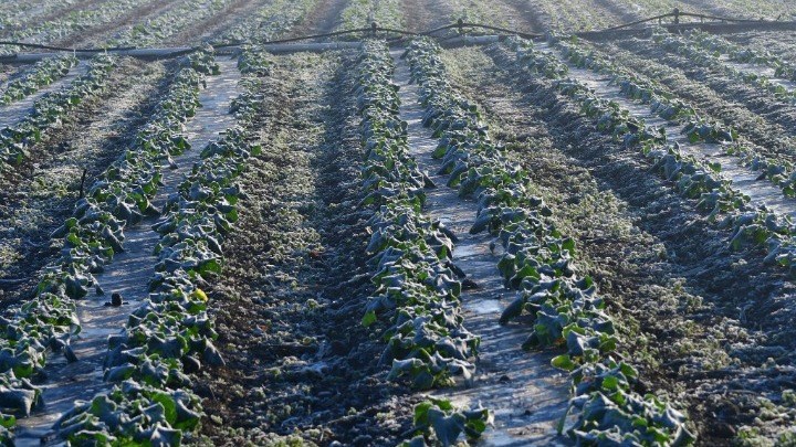 ΣΒΕ: Να κηρυχθεί σε κατάσταση έκτακτης ανάγκης η Κ. Μακεδονία λόγω των καταστροφών από τον παγετό