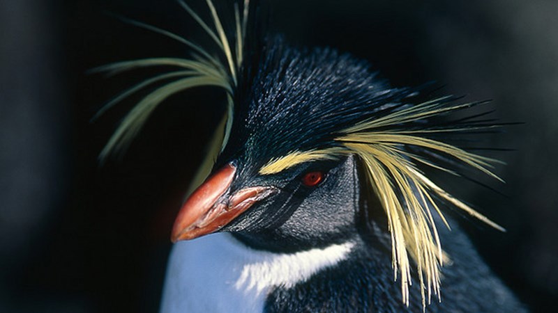 Ανταρκτική: Πιγκουίνοι με… κίτρινο λοφίο