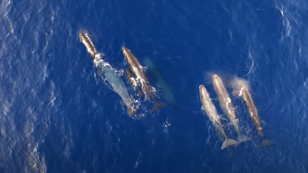 Φυσητήρες της Μεσογείου: Η στιγμή που μητέρες θηλάζουν τα μικρά τους – Εντυπωσιακό ΒΙΝΤΕΟ